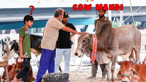 Qurbani Ka Sodaa Cow Mandi Prank YouTube