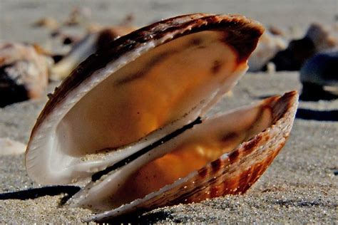 clamshell symbolism meaning patience secrets