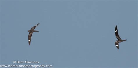 Common Nighthawk Aba Bird Of The Year Focusing On Wildlife