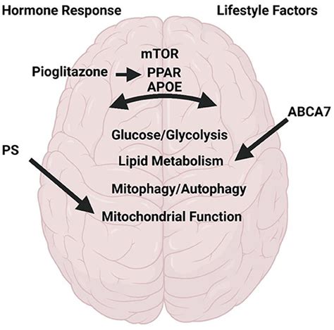 Frontiers Editorial Metabolism In Alzheimer S Disease