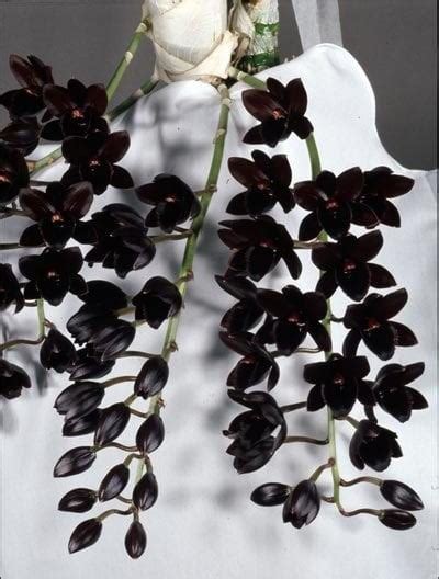 Орхидея Черная Жемчужина: описание сорта, характеристики, особенности ...