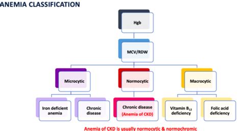 NEPHRO 10 Anemia Of CKD Flashcards Quizlet