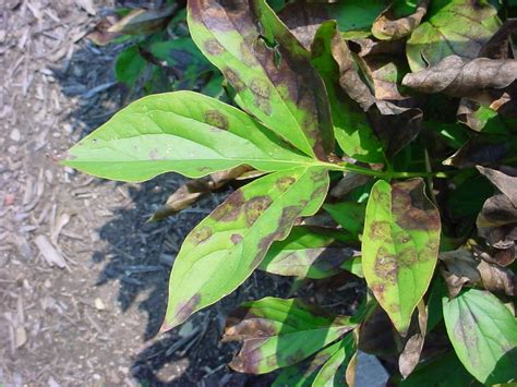 Peony Leaf Blotch Purdue Landscape Report