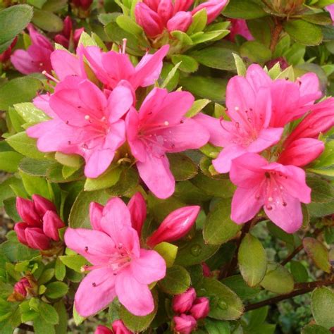 Evergreen Azalea Geisha Pink Evergreen Azaleas Millais Nurseries