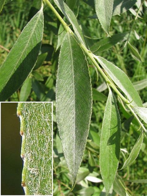 Wierzba Bia A Salix Alba Ang White Willow