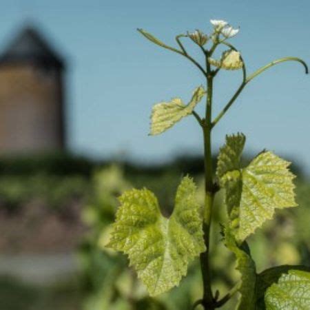 Domaine Ménard Gaborit Boutinot