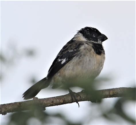 Morelet's Seedeater (Sporophila morelleti) 03-15-2019 Cele… | Flickr