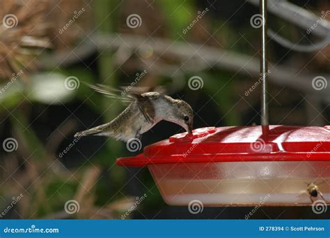 Hovering hummingbird stock photo. Image of soaring, black - 278394