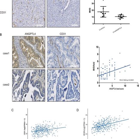 Angptl Promotes Oc Angiogenesis In Vivo A Ihc Staining Of Cd From