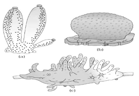 Spongilla Diagram