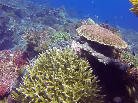 Nusa Penida Island Snorkeling Tour Day Flores Active Tours