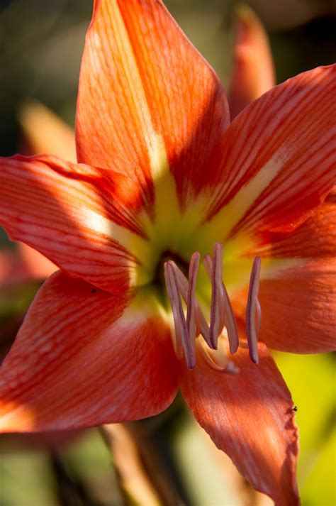 images flower orange botany flora flowers bright dramatic