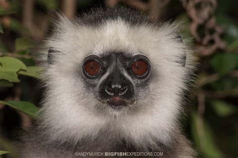 Madagascar Lemur / Wildlife Photography Expedition. | Big Fish Expeditions