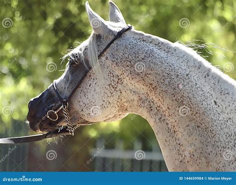 Beautiful White Egyptian Arabian Horse Stock Photo Image Of Middle