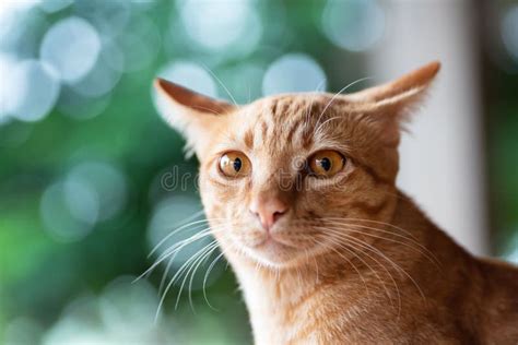 Portrait Of Ginger Cat Looking At Camera Stock Image Image Of Looking