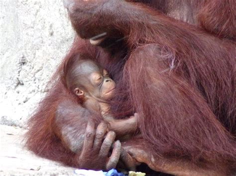 Baby Bornean Orangutan Born At ZooTampa + What's New At The Zoo | Tampa ...