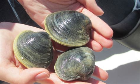 Hard Clam/Northern Quahog | NOAA Fisheries