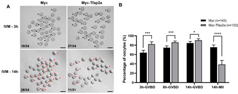 IJMS Free Full Text Overexpression Of Tfap2a In Mouse Oocytes