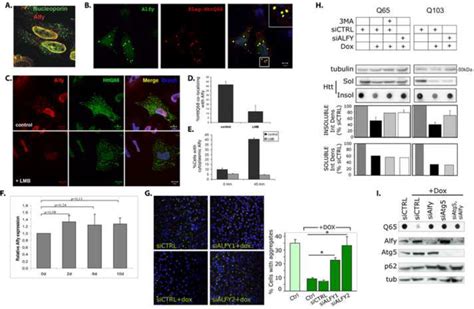 Alfy Translocates From The Nucleus And Is Required To Clear Aggregated