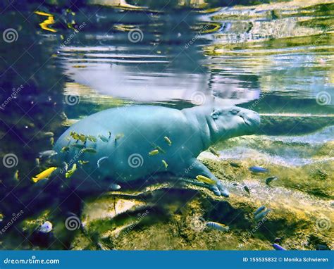 A Smaller Hippo Standing Underwater on a Rock Stock Photo - Image of ...