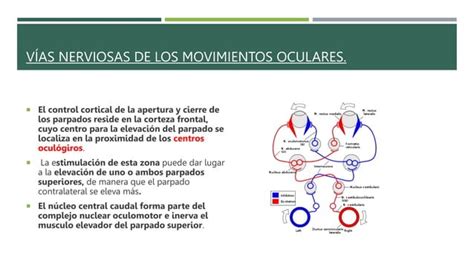 Fisiolog A De Los Parpados Pptx