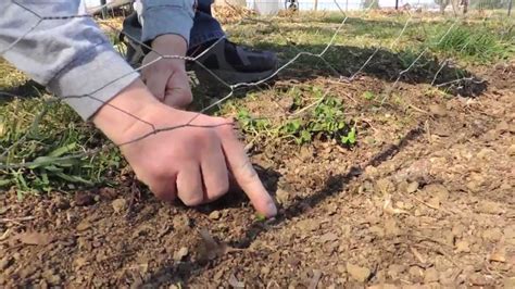 Planting Sugar Snap Peas Youtube