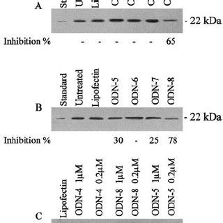 Effects Of Sirna Mediated Caveolin Knockdown On Endothelial Cell