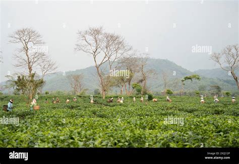 Bokakhat India 20 April 2024 Women Tea Pluckers Plucking Tea Leaves At A Tea Estate In