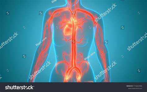 Human Circulatory System Heart Anatomy 3d Stock Illustration 1718263306