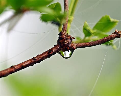 Banco De Imagens Rvore Natureza Ramo Plantar Folha Flor Viver