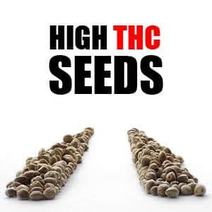 ILGM Marijuana Seeds | Marijuana Seeds For Sale