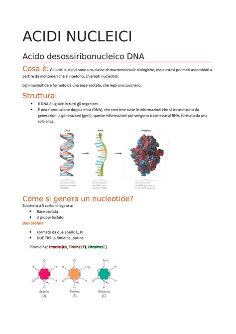 Lez 12 2 Acidi Nucleici ACIDI NUCLEICI Acido Desossiribonucleico DNA