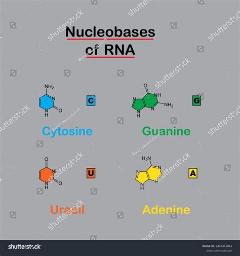 Nucleobases Rna Structure Diagram Molecular Formulas Stock Vector