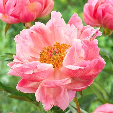 Coral Charm Peony Paeonia American Meadows