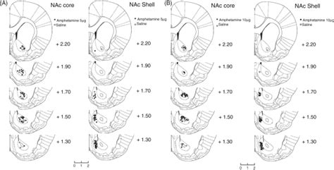 Histological Assessment Of Cannula Placements Within The Nucleus