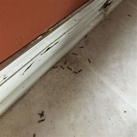 2020 Termite Swarmer Season Is Here Early