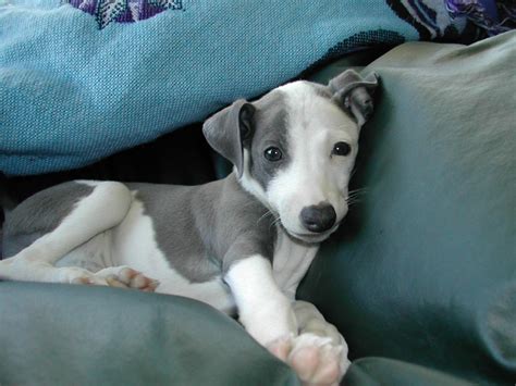 Cute Greyhound Puppies