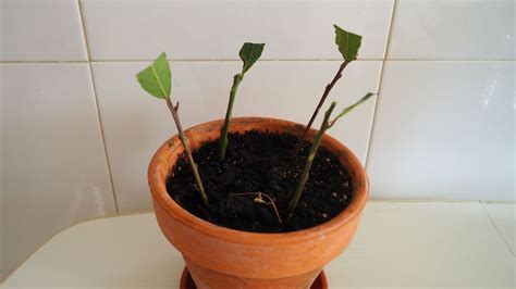 Como Plantar Laurel En Casa En Macetas Muy Facil