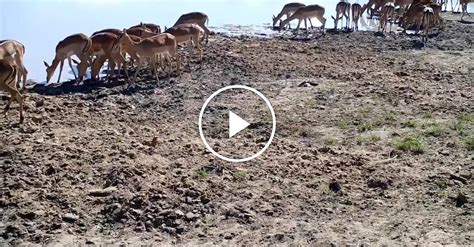 wildlife find human voices scarier  lion roars researchers