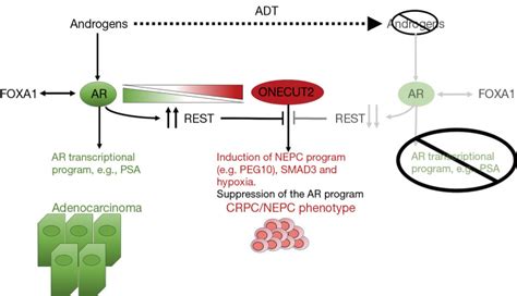 Multimodal Action Of Onecut In Driving Neuroendocrine Prostate Cancer