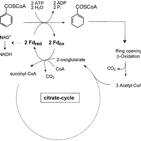 Proposed Role Of Kgor In The Anaerobic Metabolism Of T Aromatica Note