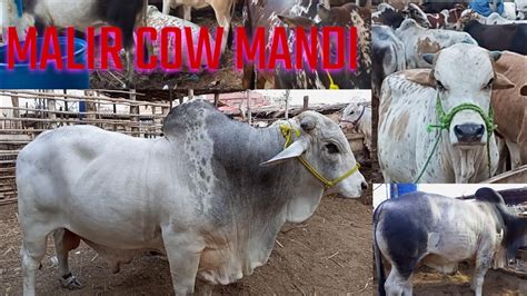 Malir Mandi Karachi Cattle Rates Latest Update 22 May 2023 VIP Maal Cow