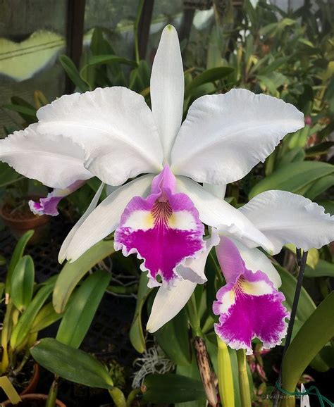 Cattleya Gigas Warscewiczii Frau Melanie Beyrodt Orchid Board