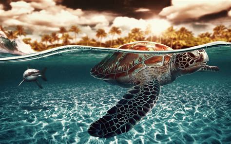 Awesome Turtle - High Definition Wallpaper | Turtle wallpaper, Sea ...