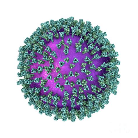 Measles Virus Photograph By Kateryna Kon Science Photo Library Fine