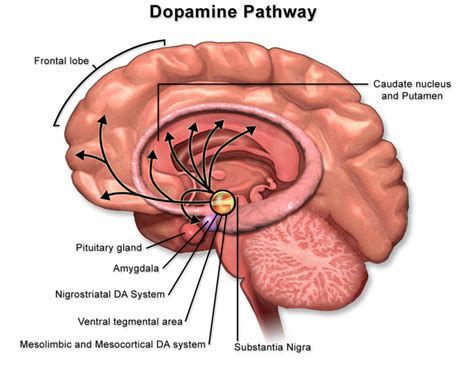 Dopamine Physiopedia