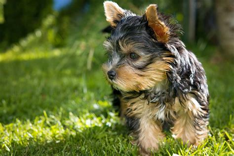 Black Tan Yorkshire TerrierFree Stock Photo