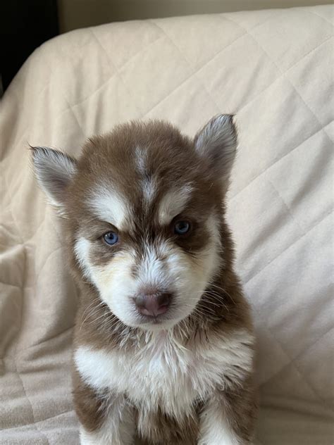 Siberian Husky Puppies For Sale Graham NC 333689