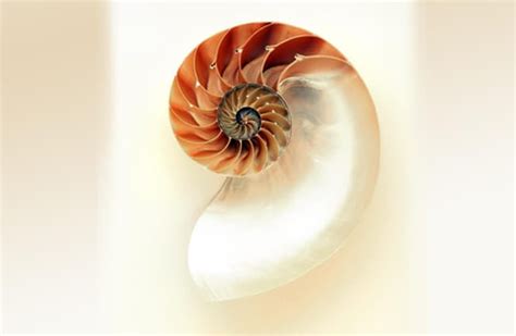 Nautilus - Description, Habitat, Image, Diet, and Interesting Facts