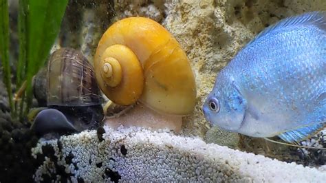 Snails In Aquarium Youtube